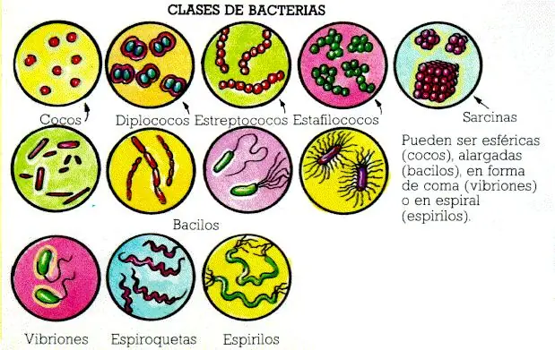 vida artificial