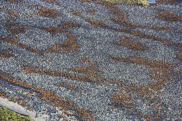 Salud mental del mandatario: stress y panico recurrentes