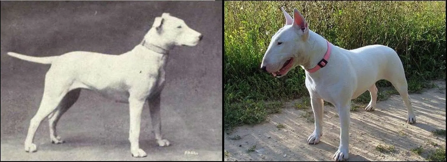 La horrible verdad tras los pedigri de los perros