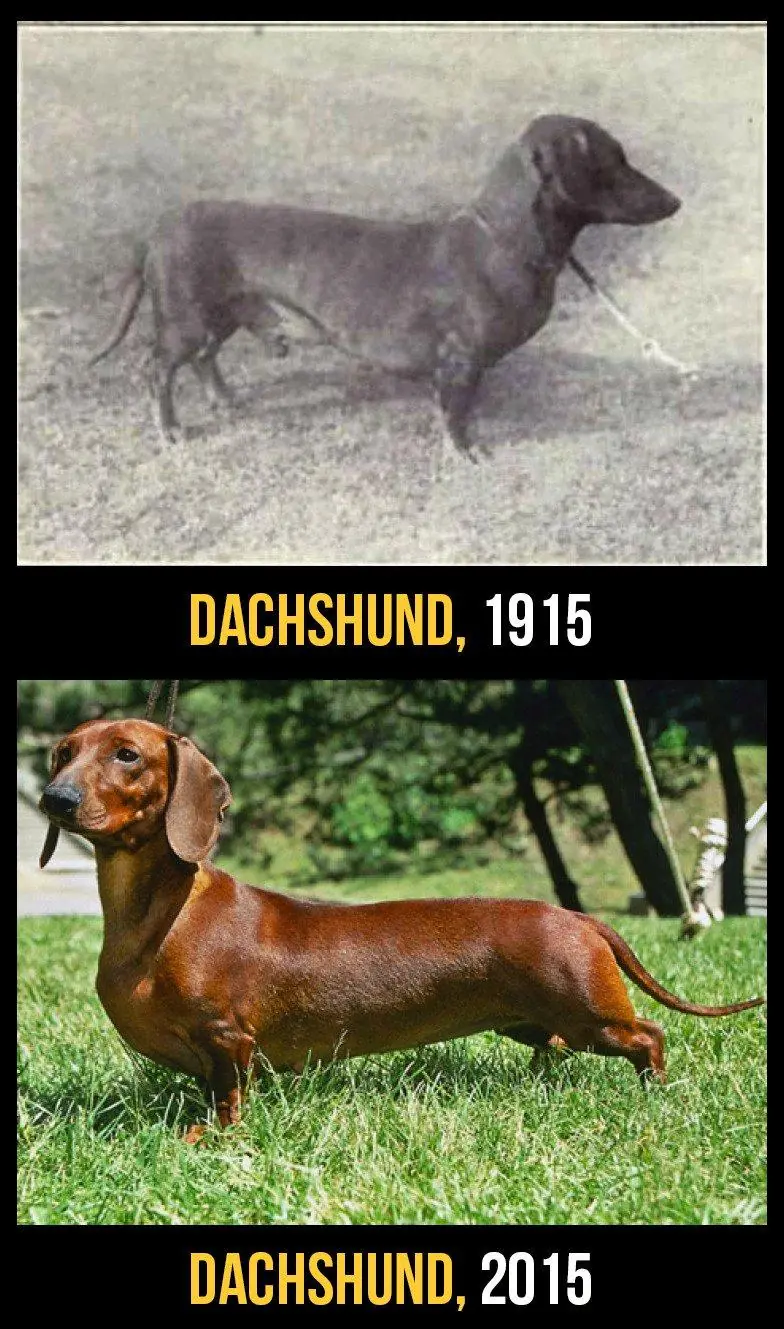 perro