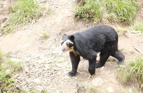 Conservación en el Amaru es ejemplo internacional