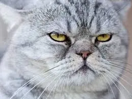 Que piensan los gatos de su dueño