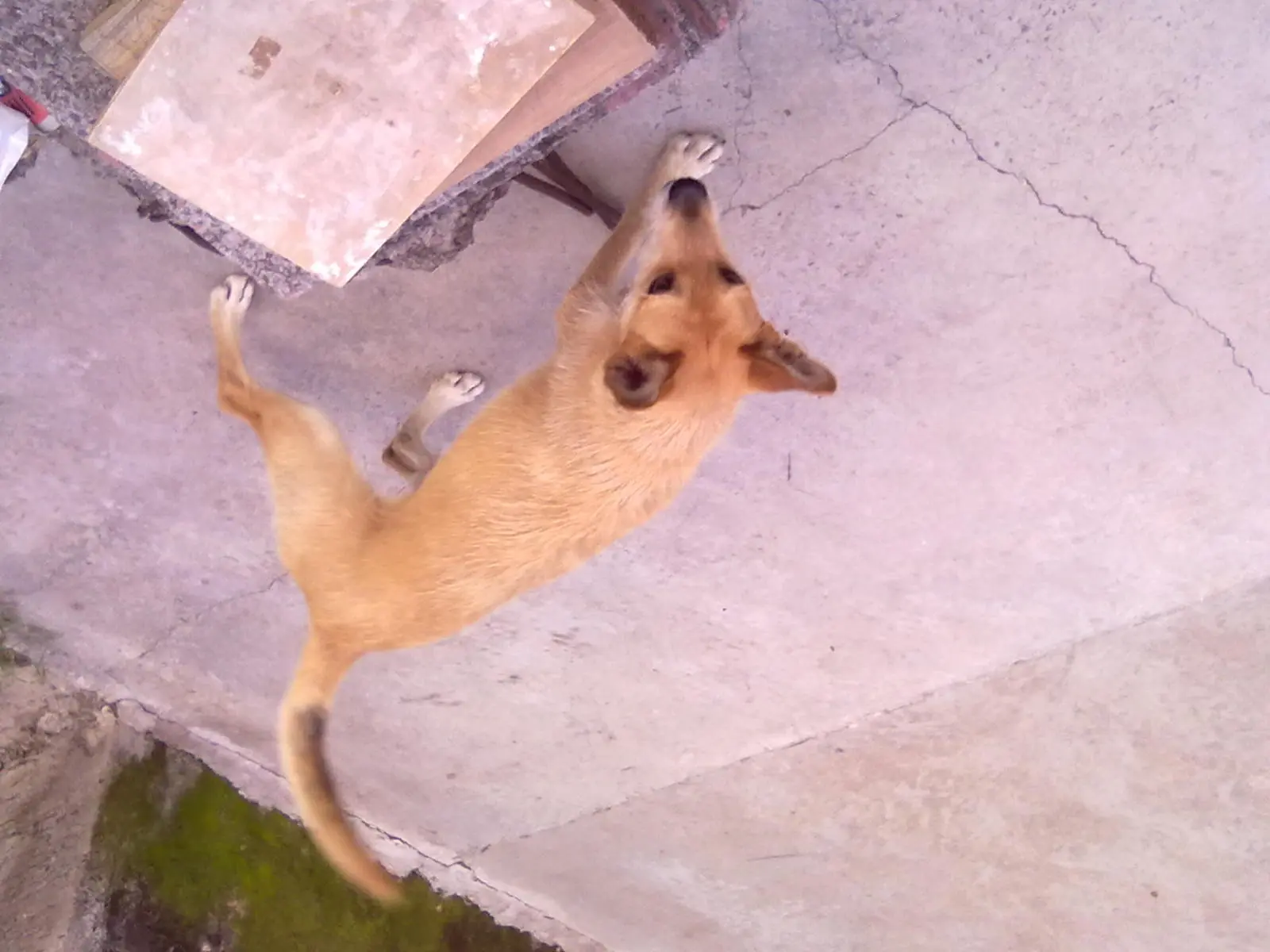 Chatarra