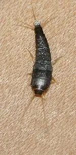 [MegaPost] Insectos.