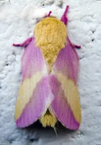 insectos