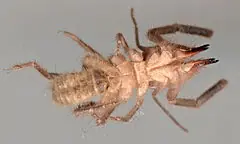 insectos
