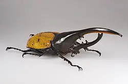 bichos