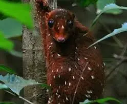 Hola