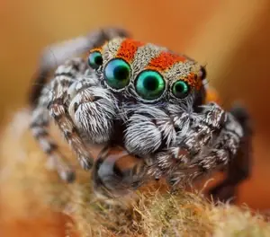 [MegaPost] Insectos.