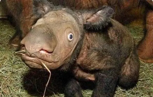 Hola