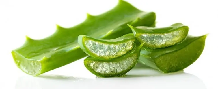 El poder curativo del Aloe Vera