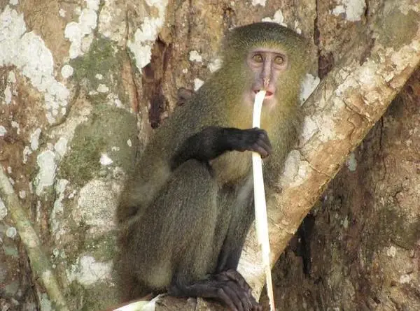 Top 37 animales que no sabias que existian :)