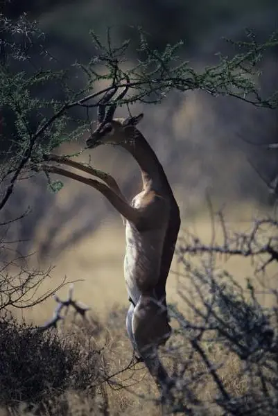 Top 37 animales que no sabias que existian :)