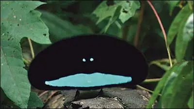 Hola