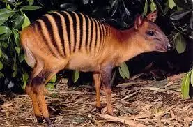 Top 37 animales que no sabias que existian :)