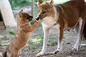 Animales