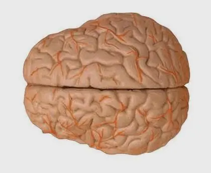 ¿Realmente Usamos sólo el 10% de Nuestro Cerebro?