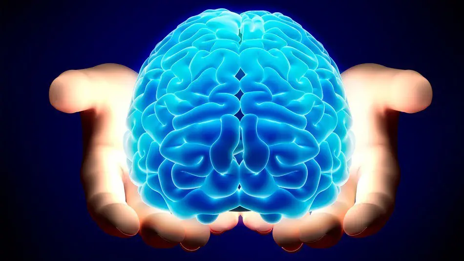 cerebro cerebro
