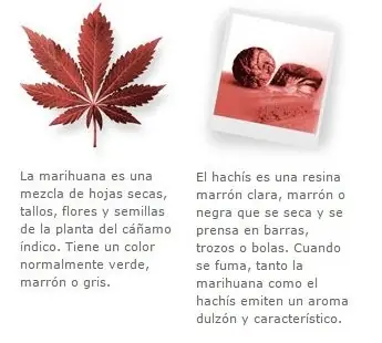 Cosas que todos deberían saber sobre la Marihuana