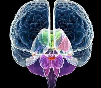 Hechos increíbles del Cerebro Humano Hechos increíbles del Cerebro Humano