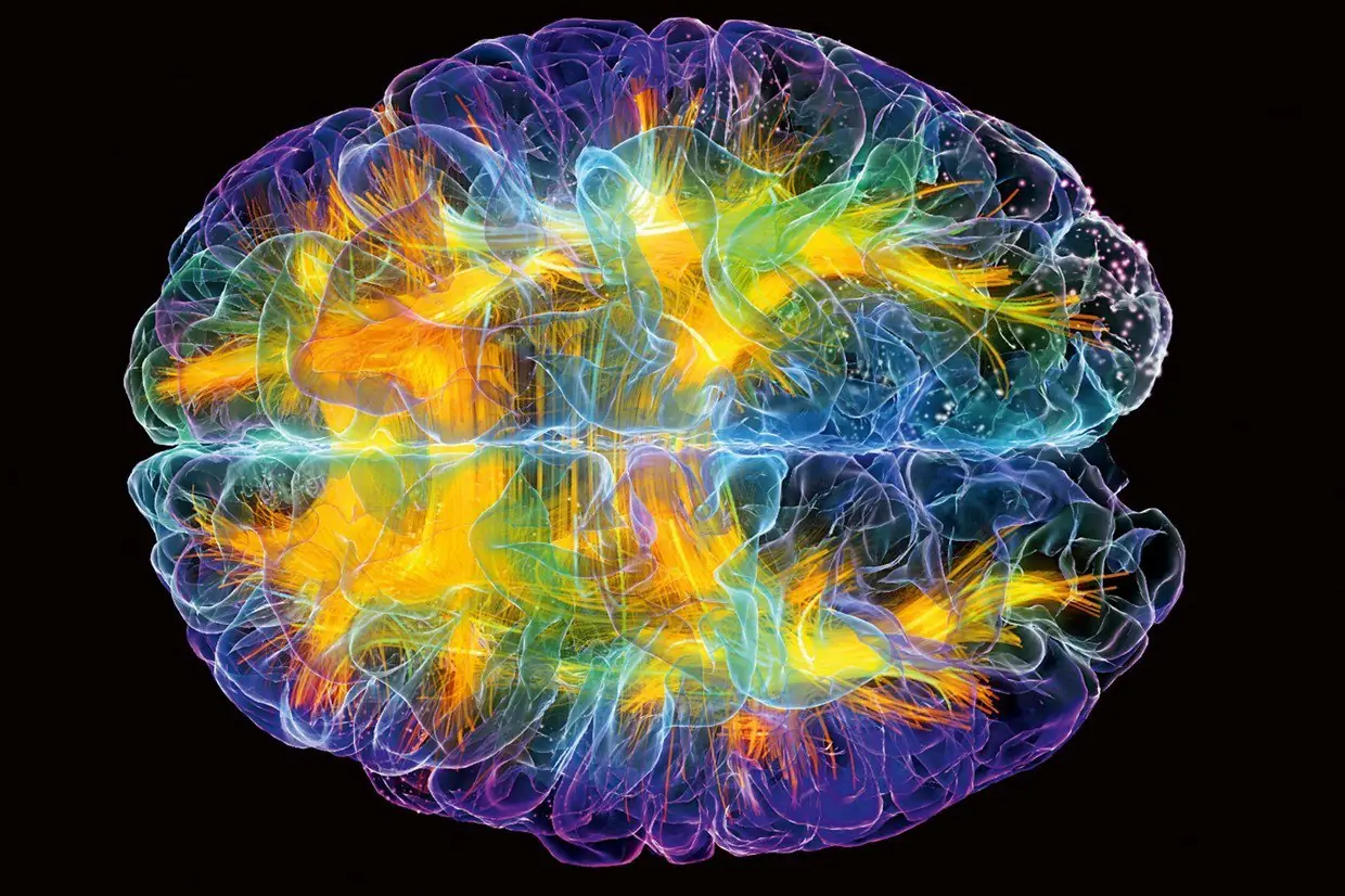 Hechos increíbles del Cerebro Humano Hechos increíbles del Cerebro Humano