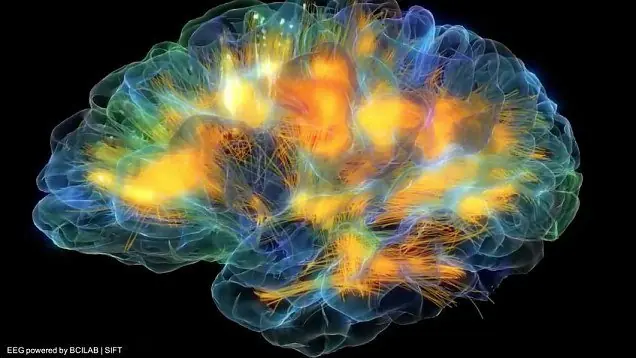 datos del cerebro datos del cerebro