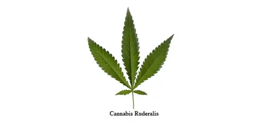 planta planta