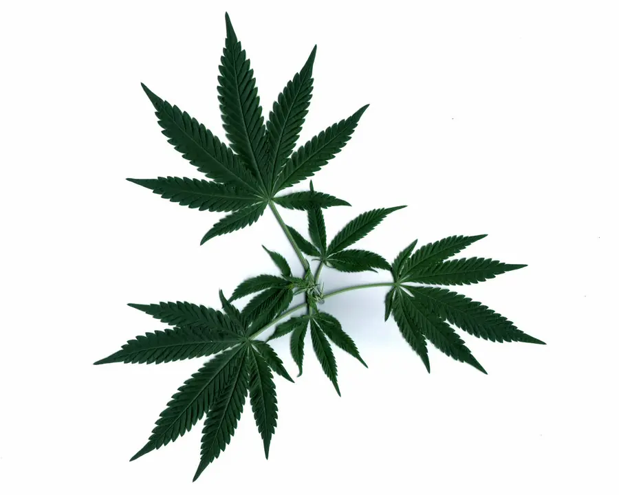 marihuana marihuana