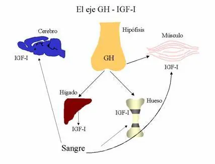 Efectos beneficiosos del ejercicio físico sobre el cerebro