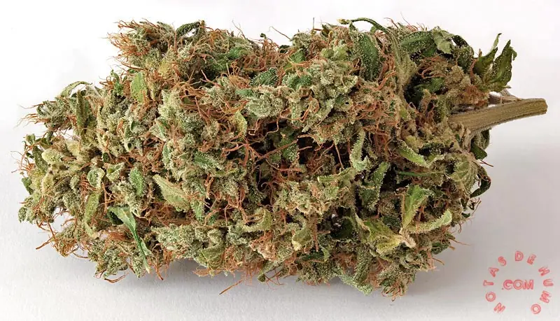 marihuana