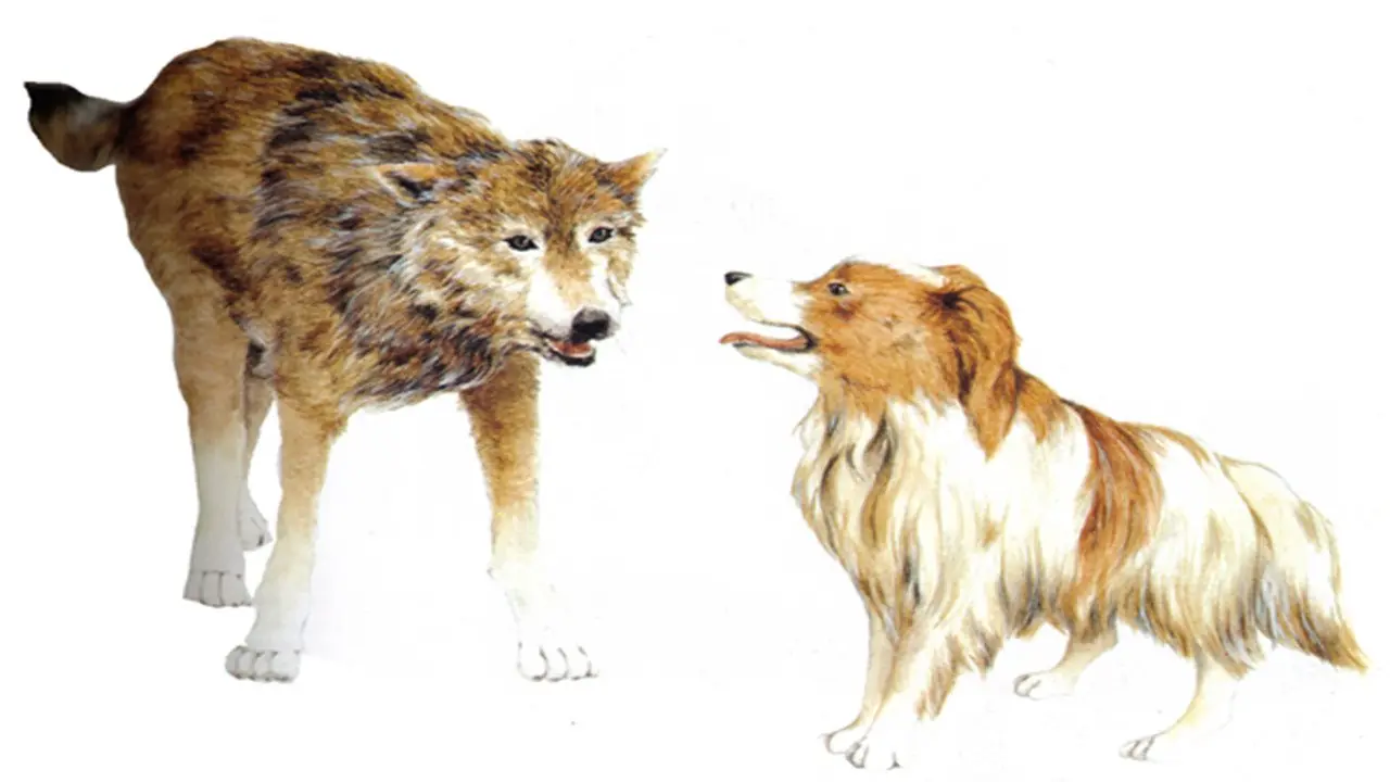 mascotas