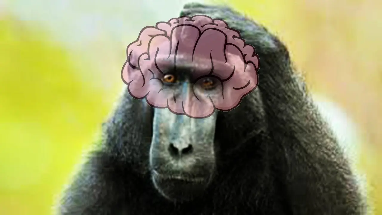 Animales inteligentes
