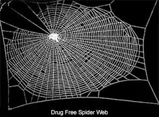 Telarañas de una araña drogada