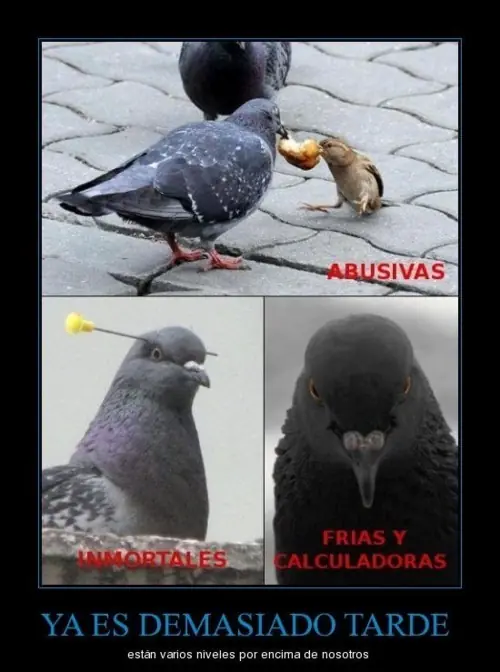 memes