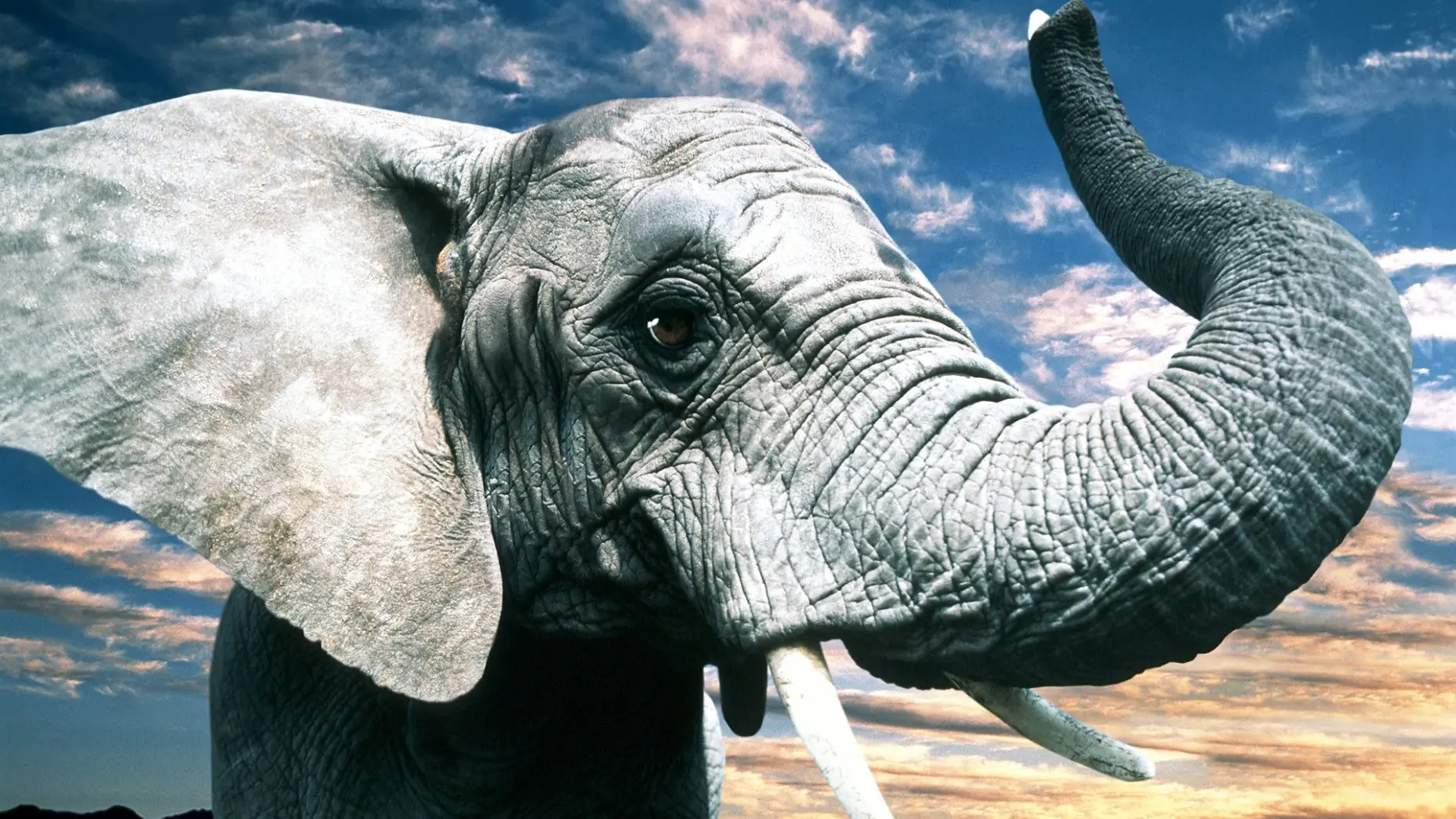 Animales inteligentes