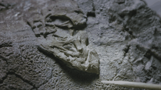 cria de dinosaurios