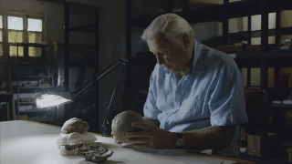 El abrió un huevo de dinosaurio de 300 millones de años