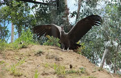 Cóndores se reproducirán en el bioparque Amaru