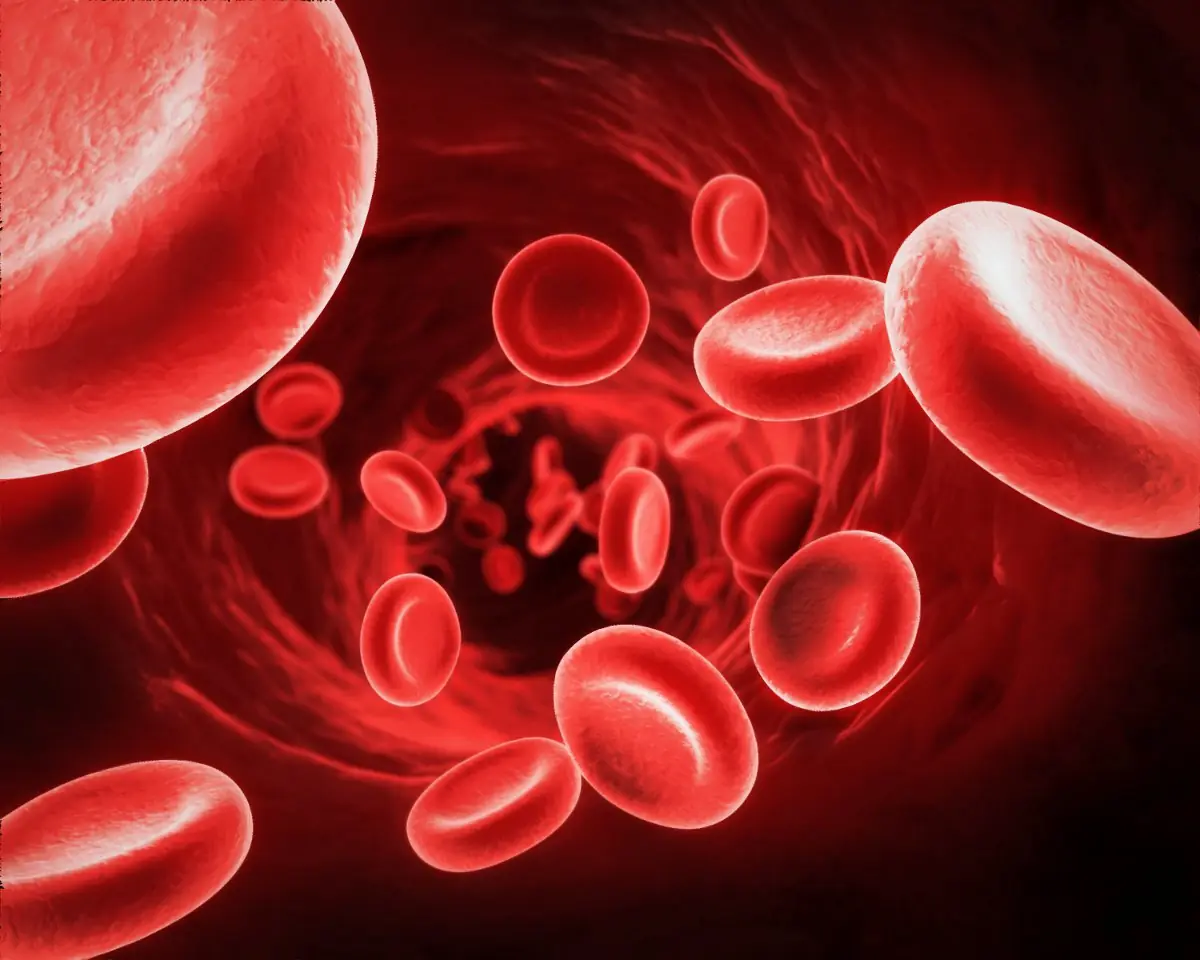 arterias