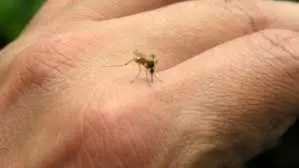 ZIKA como combatirla