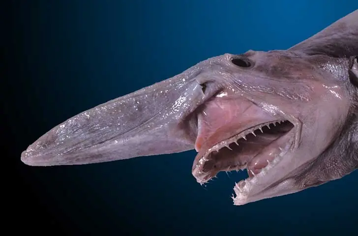 top 5 animales monstruosos (de agua) parte 2