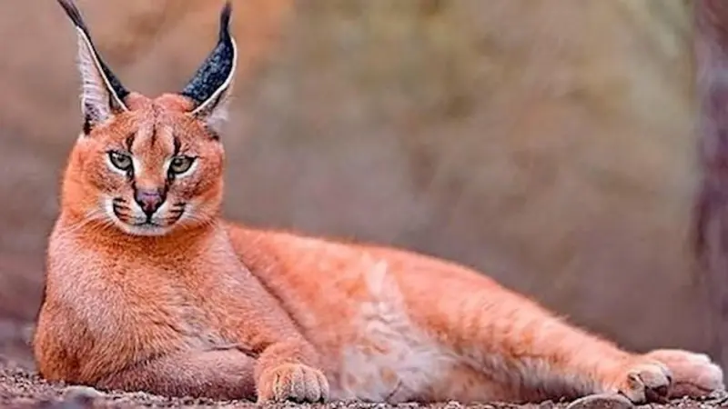 gatos