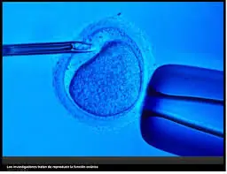 Fabrican Bioprotesis de Ovario que Restaura la Fertilidad