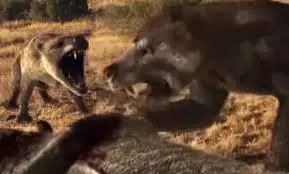 oso