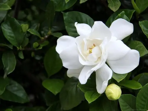 gardenia