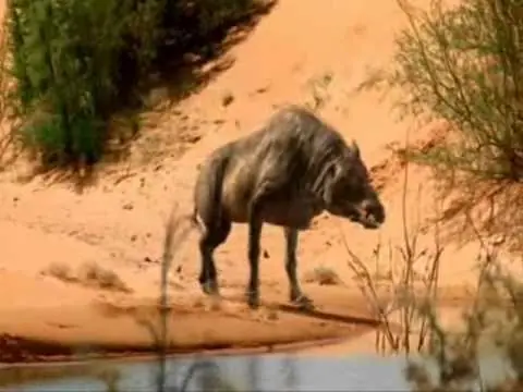 PERRO