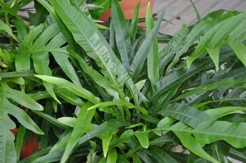 aloe