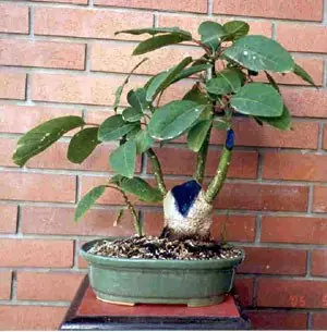 Soy un bonsai y un desgraciado me meo encima