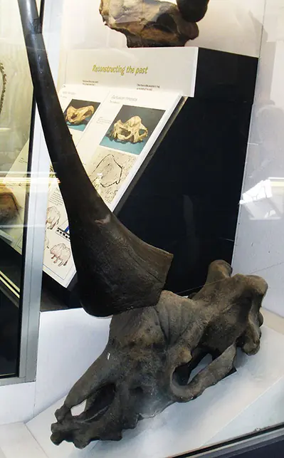 unicornio