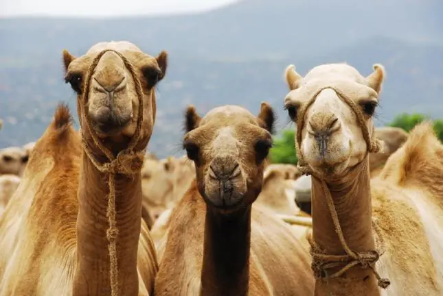 Acertijo: el problema de los 35 camellos de Malba Tahan
